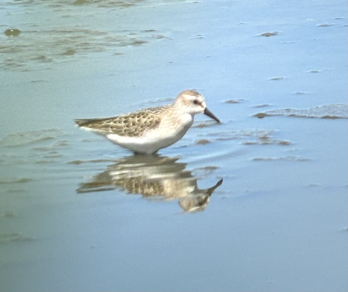 Semipalmated Sandpiper - ML640004414