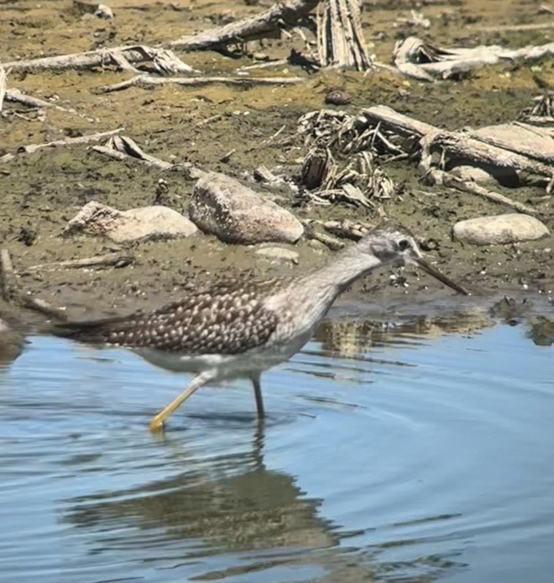 Lesser Yellowlegs - ML640004421