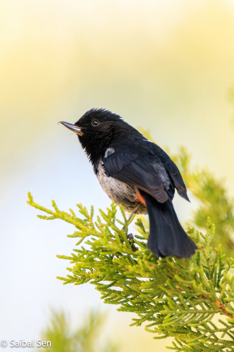 Gray-bellied Flowerpiercer - ML640004445