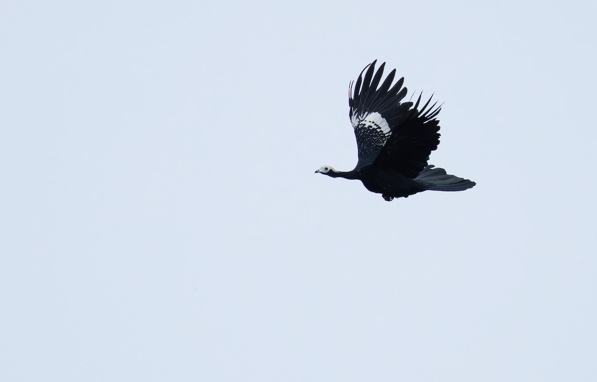 Blue-throated Piping-Guan - ML640004449