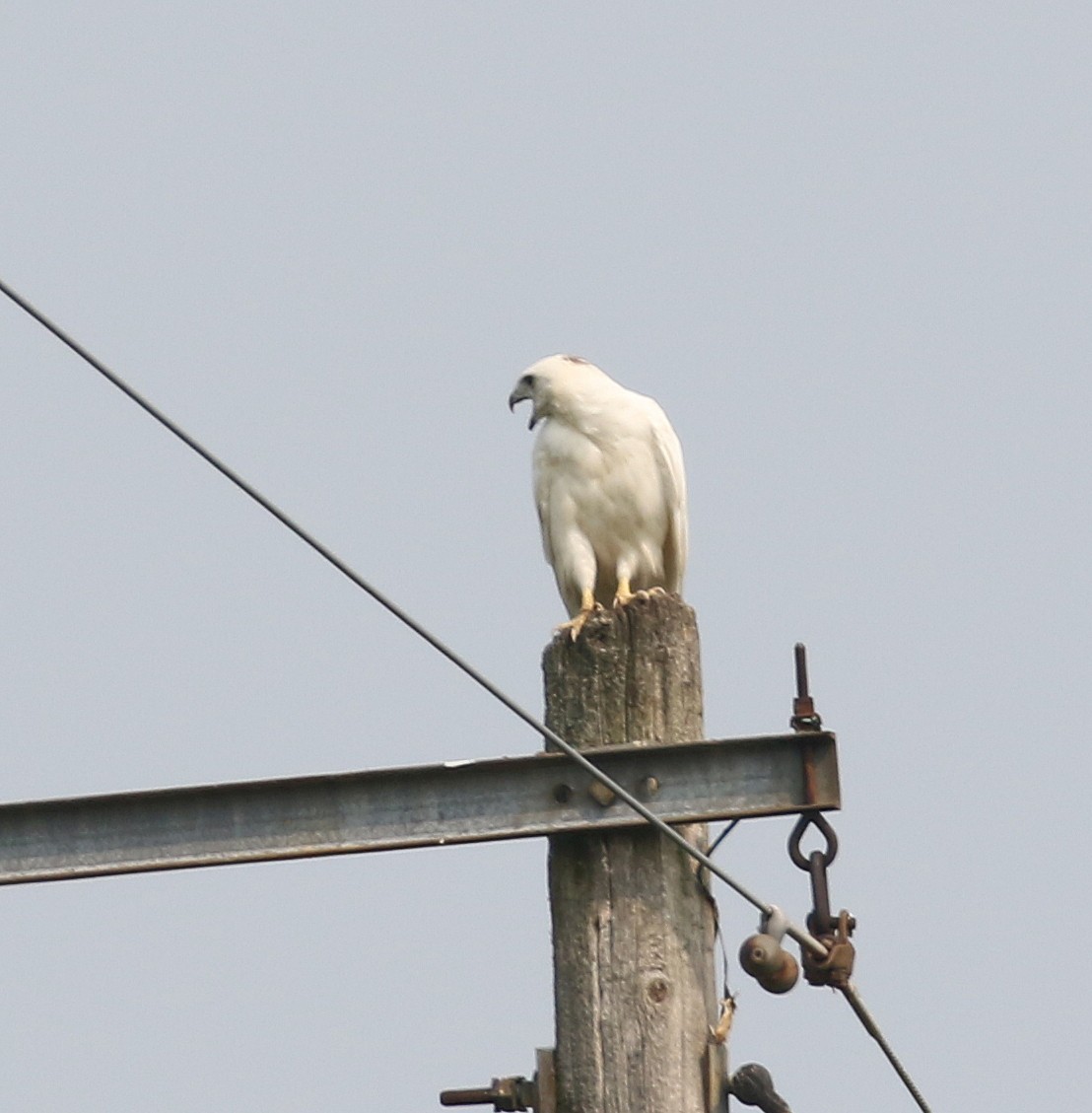 Red-tailed Hawk - ML640004459
