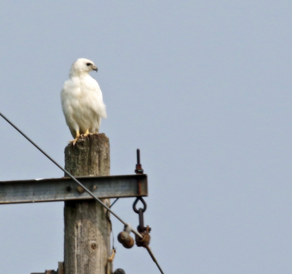 Red-tailed Hawk - ML640004460