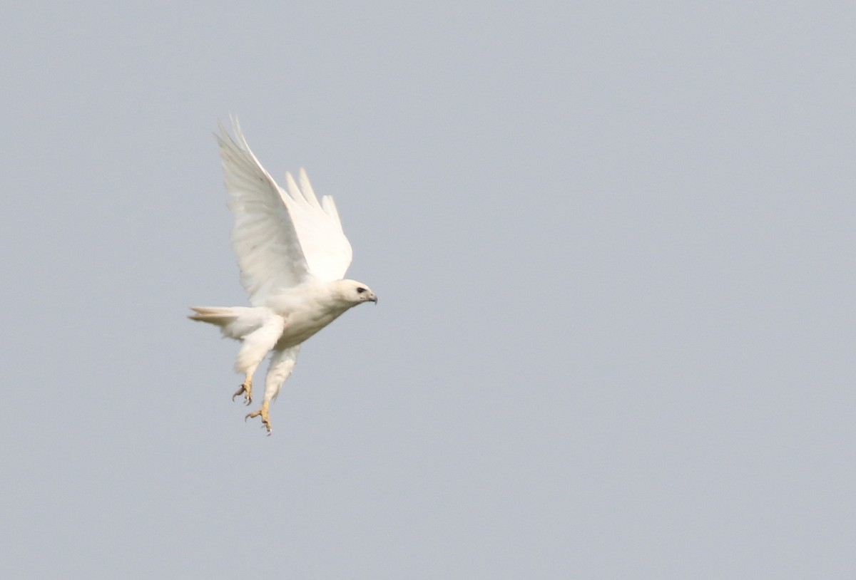 Red-tailed Hawk - ML640004461