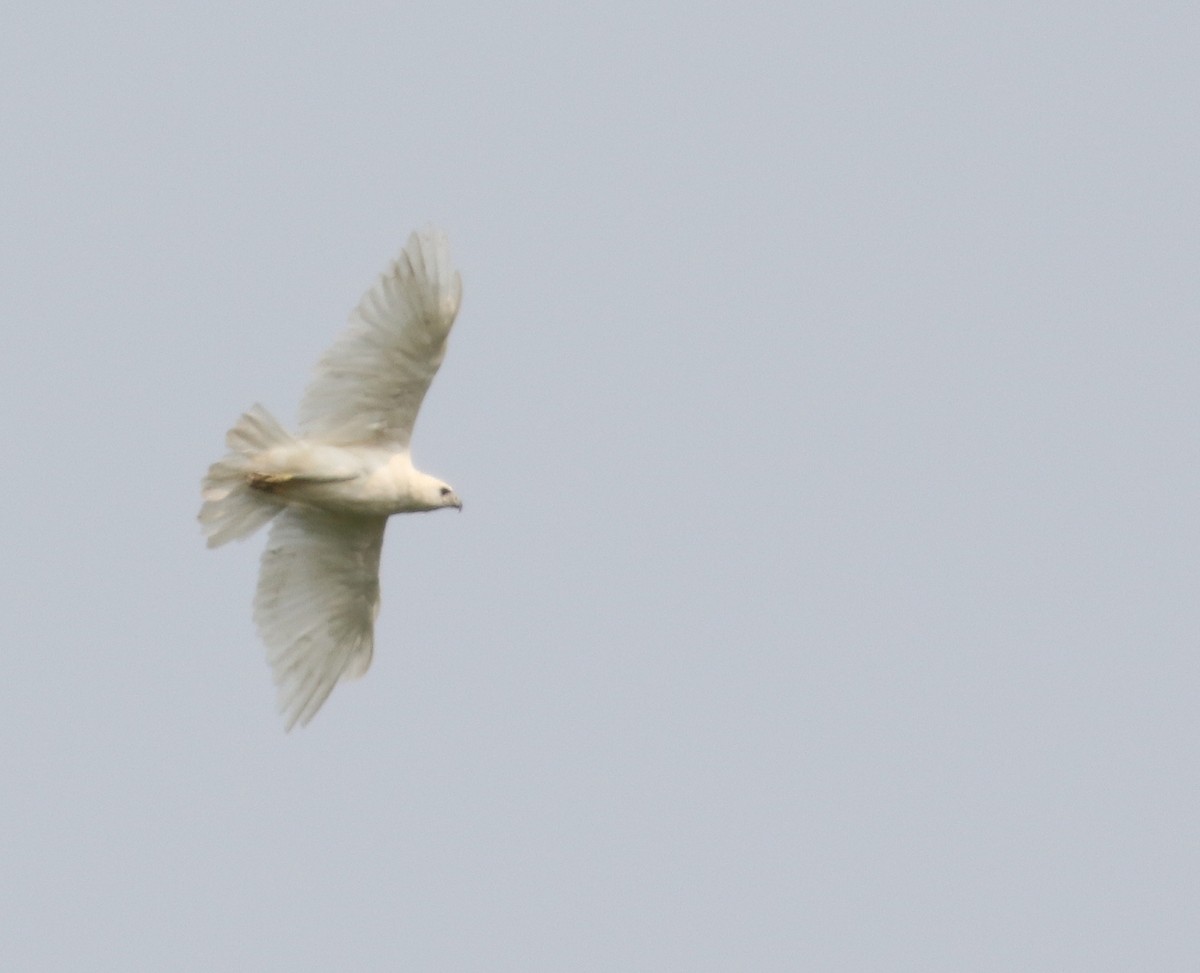 Red-tailed Hawk - ML640004462