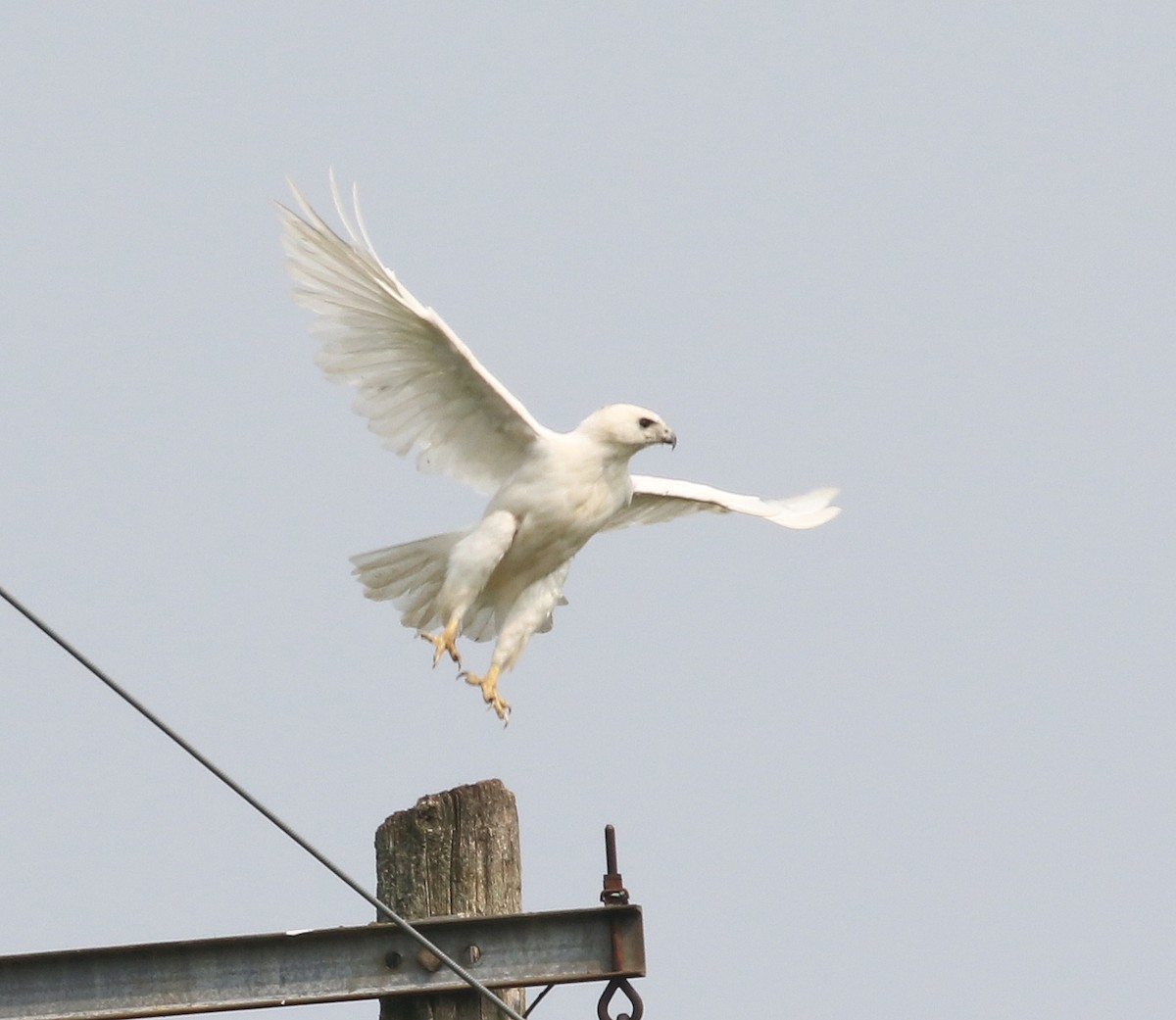 Red-tailed Hawk - ML640004463