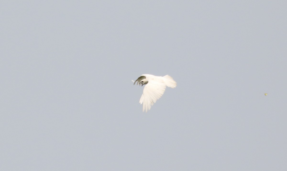 Red-tailed Hawk - ML640004464