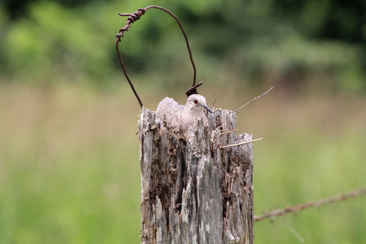 Inca Dove - ML640004475