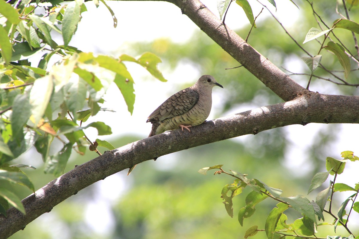 Inca Dove - ML640004490