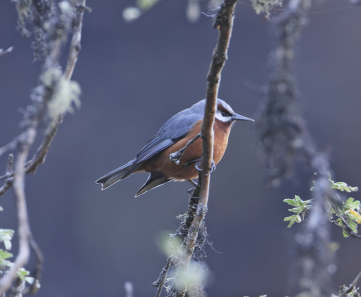 Giant Conebill - ML640004503