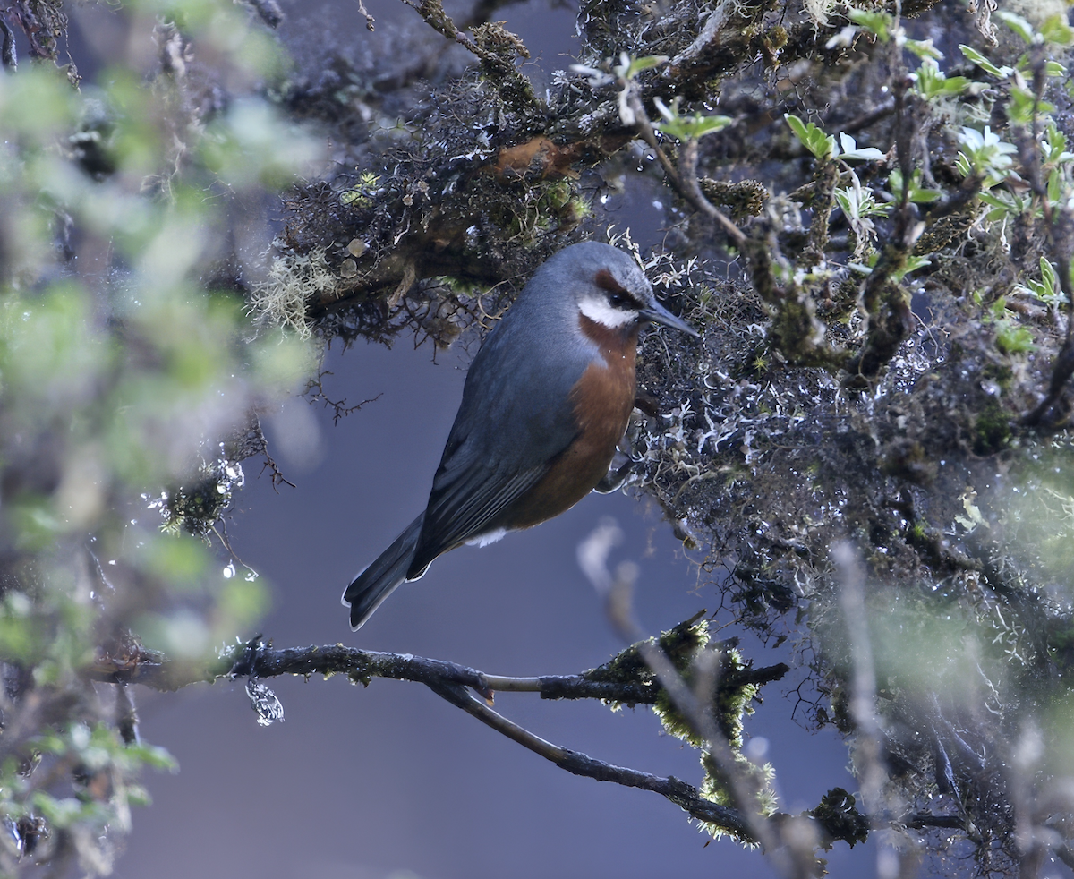 Giant Conebill - ML640004504