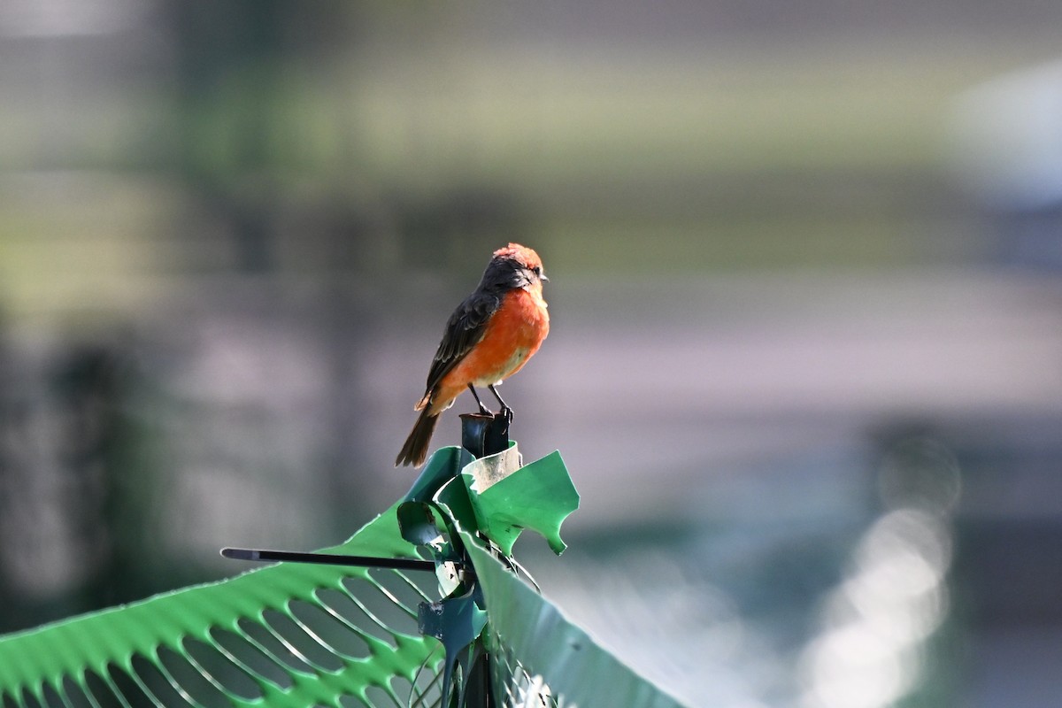 Vermilion Flycatcher - ML640004518