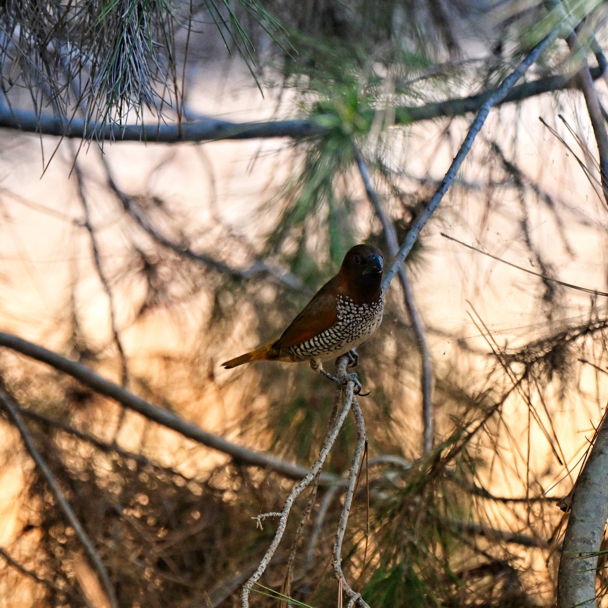 Scaly-breasted Munia - ML640004524