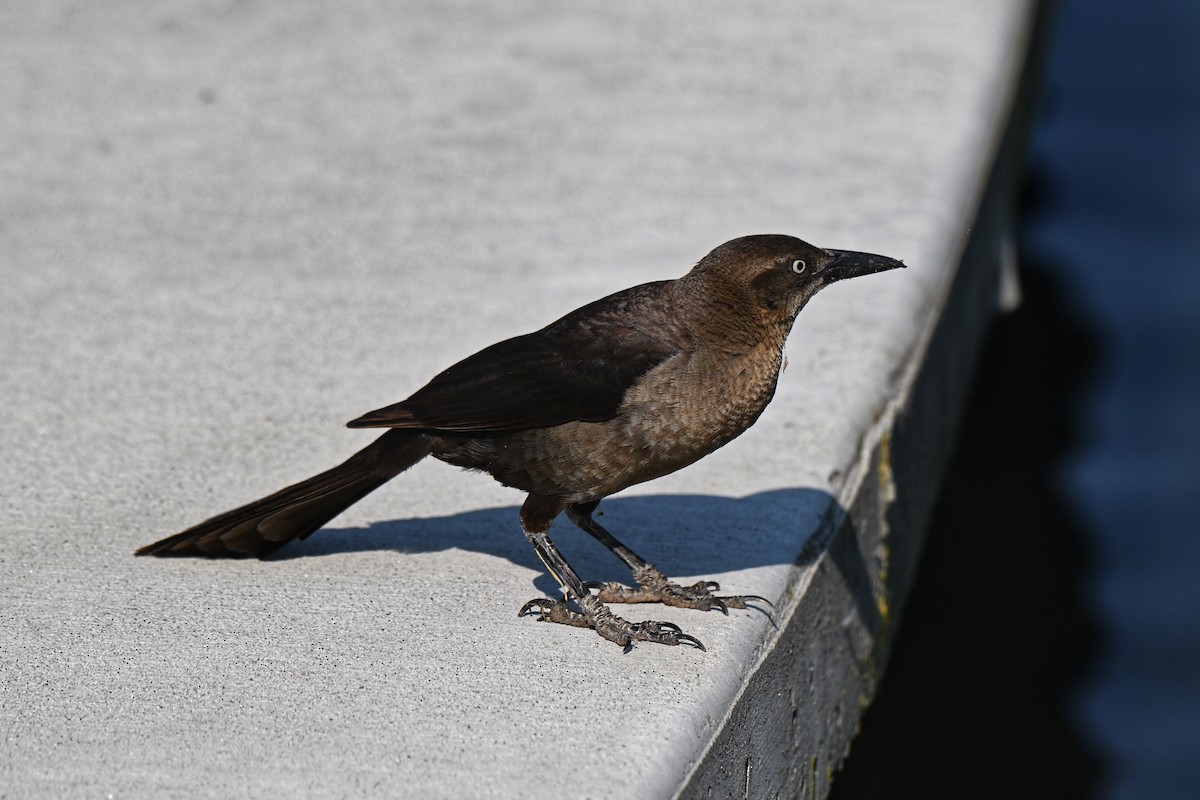 Great-tailed Grackle - ML640004529
