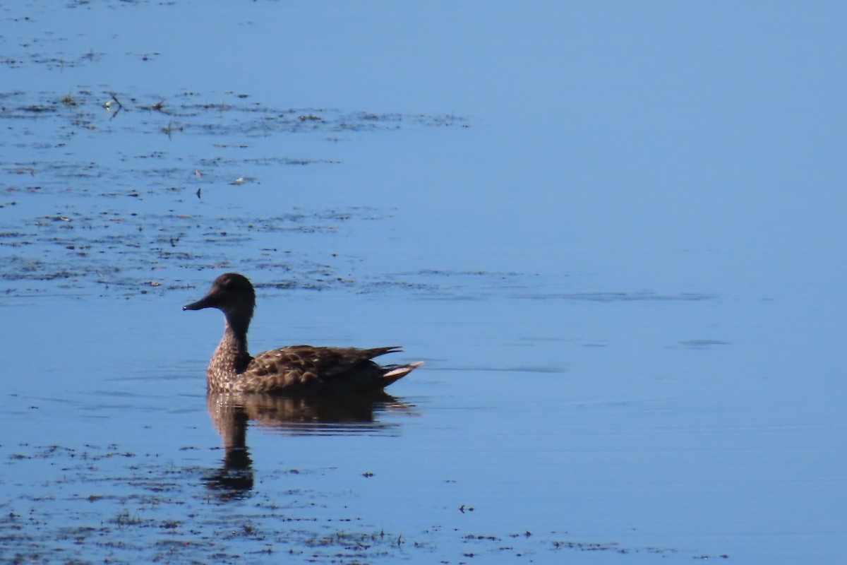Northern Pintail - ML640004536