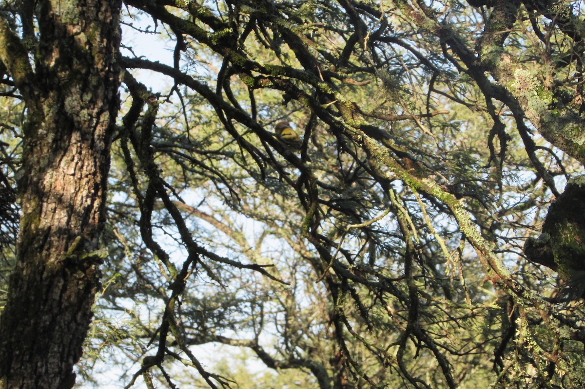 Rufous-browed Peppershrike - ML640004551