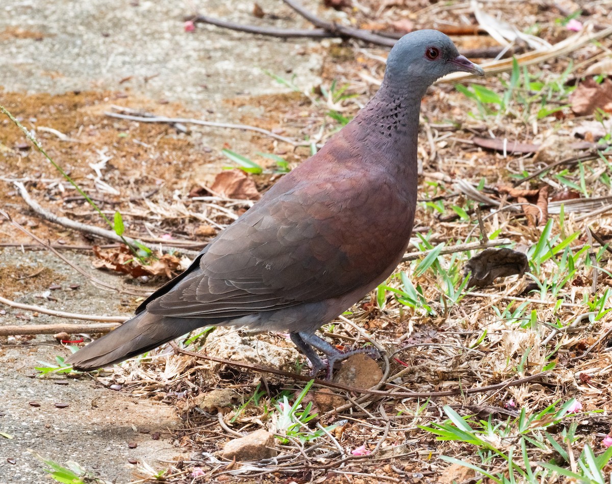 Malagasy Turtle-Dove - ML640004555