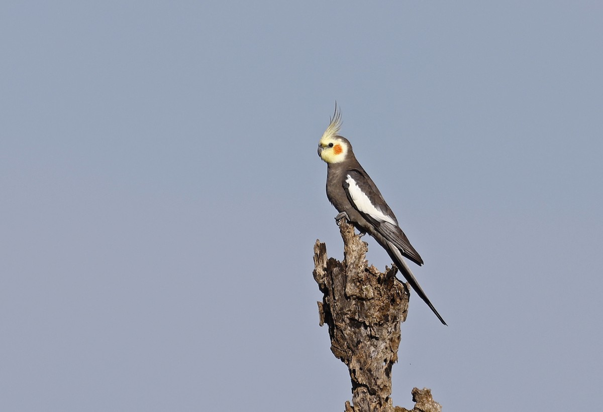 Cockatiel - ML640004567