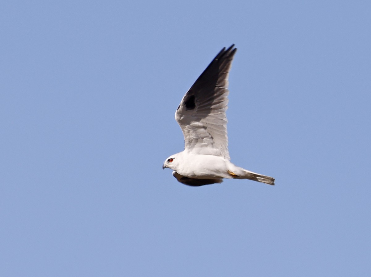 Black-shouldered Kite - ML640004579