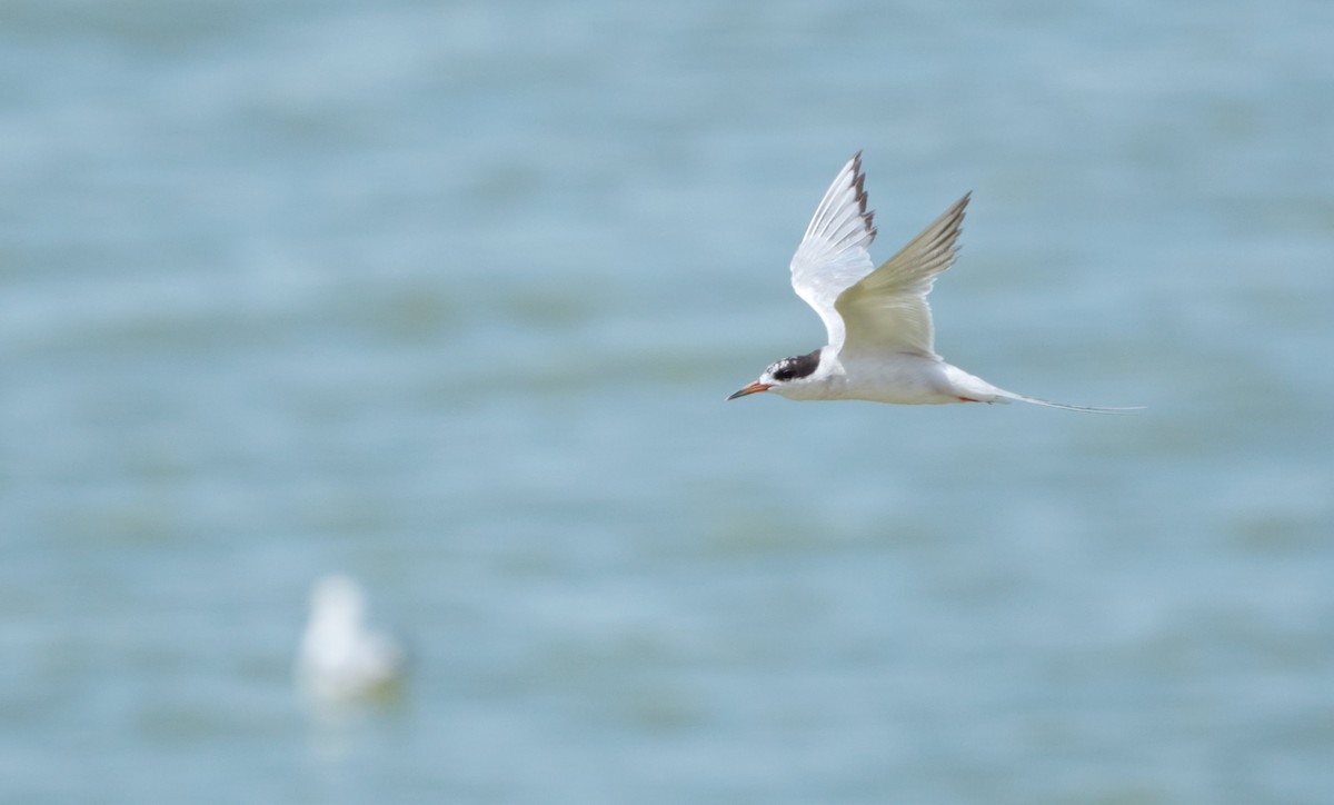 Forster's Tern - ML640004592