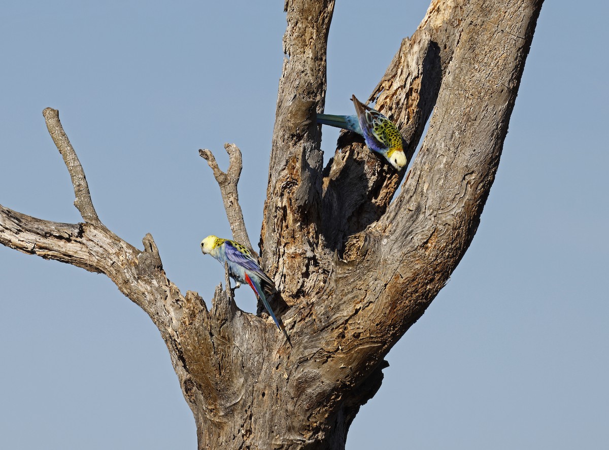 Pale-headed Rosella - ML640004594