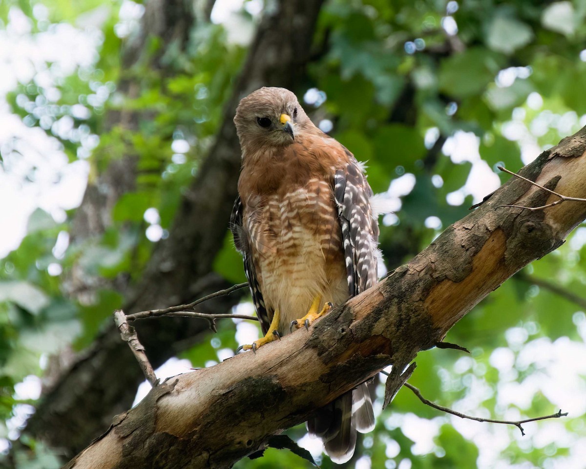 Red-shouldered Hawk - ML640004595