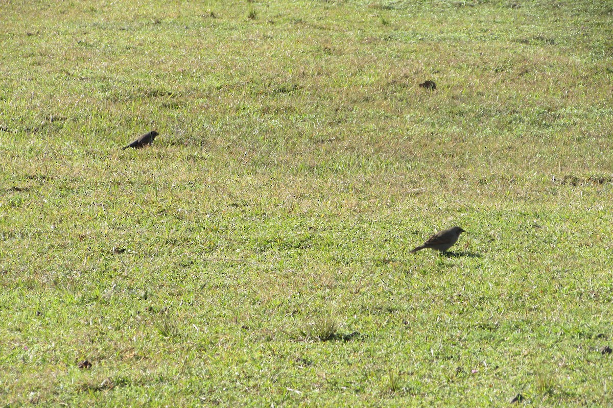 Grayish Baywing - ML640004647