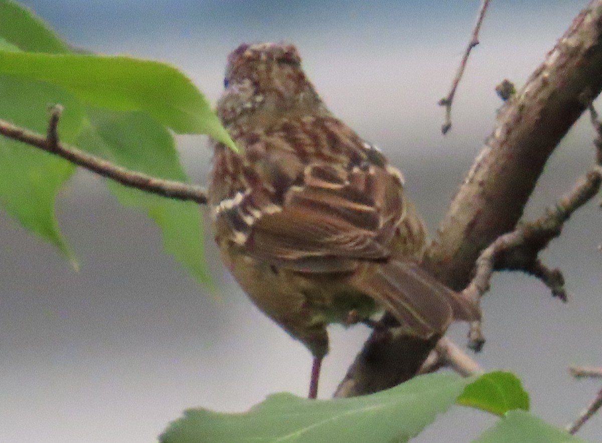 Golden-crowned Sparrow - ML640004648
