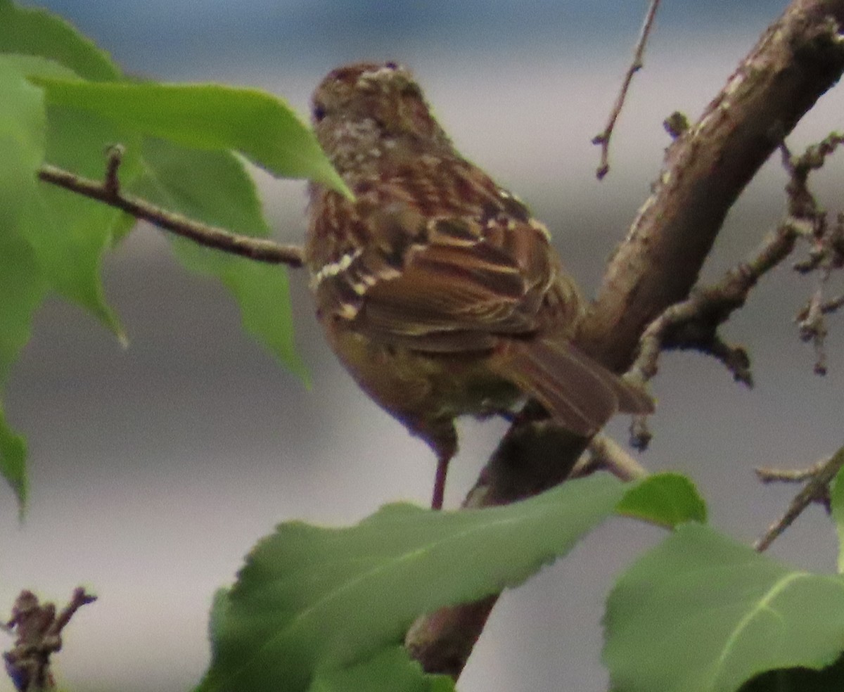 Golden-crowned Sparrow - ML640004649