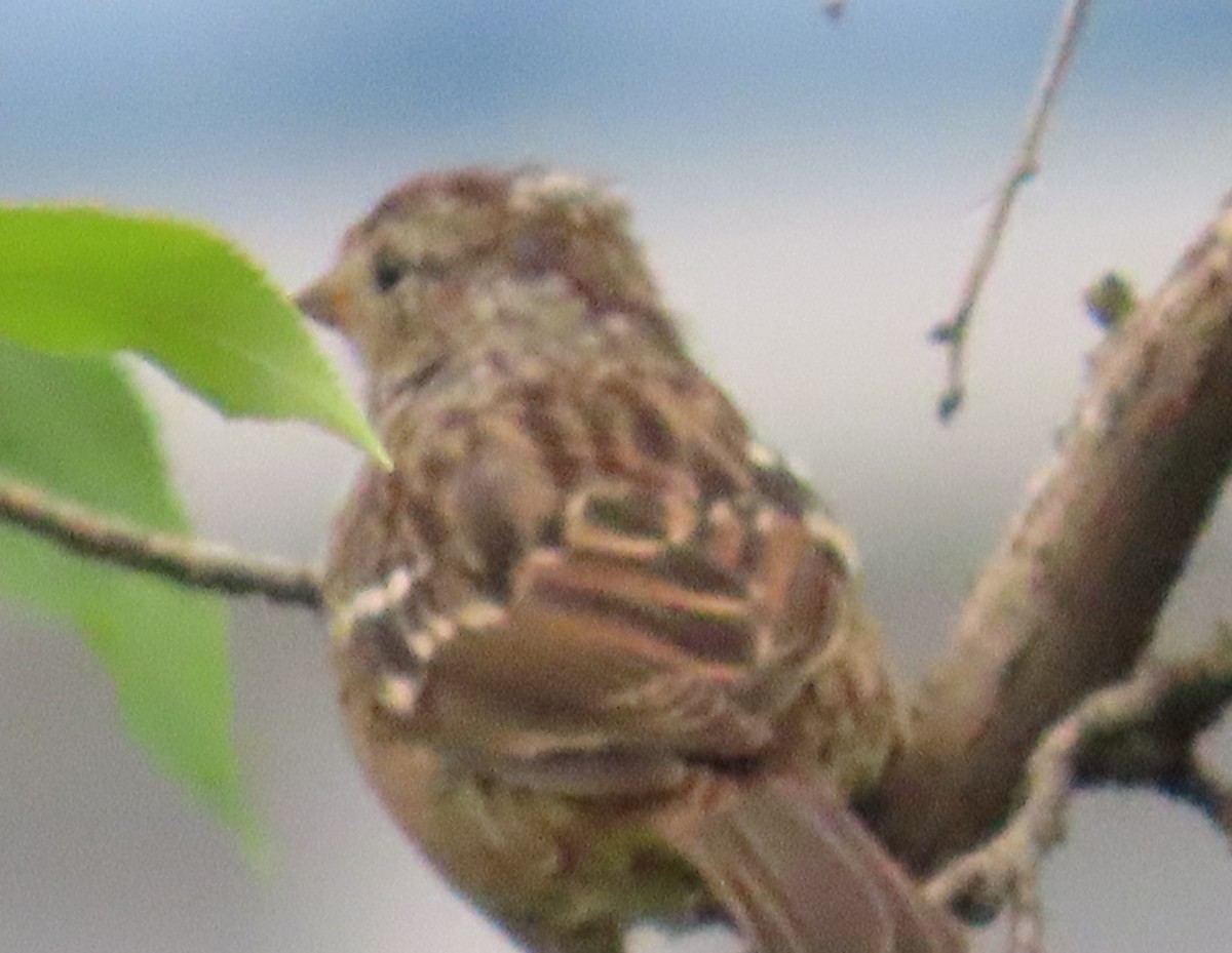 Golden-crowned Sparrow - ML640004650