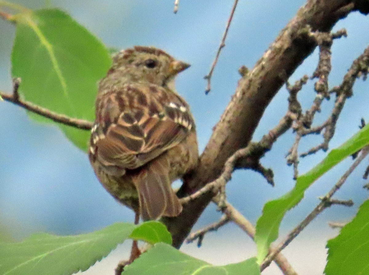 Golden-crowned Sparrow - ML640004651