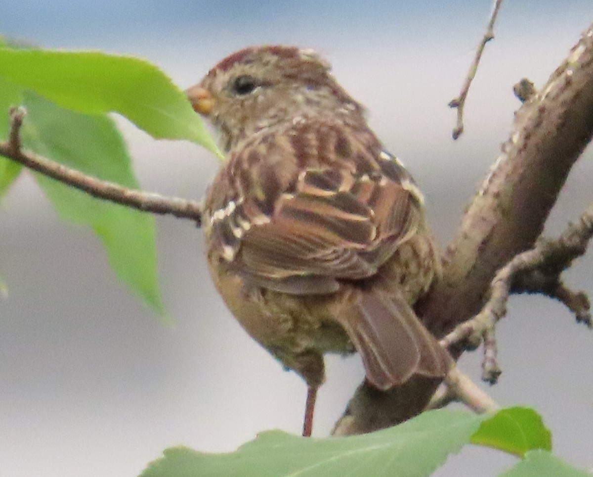 Golden-crowned Sparrow - ML640004652