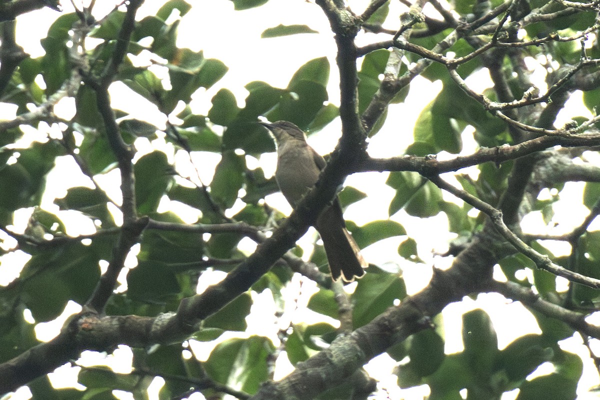 African Forest-Flycatcher - ML640004678