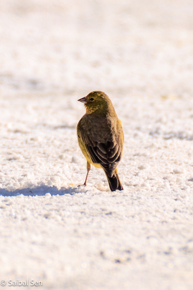 Greenish Yellow-Finch - ML640004699
