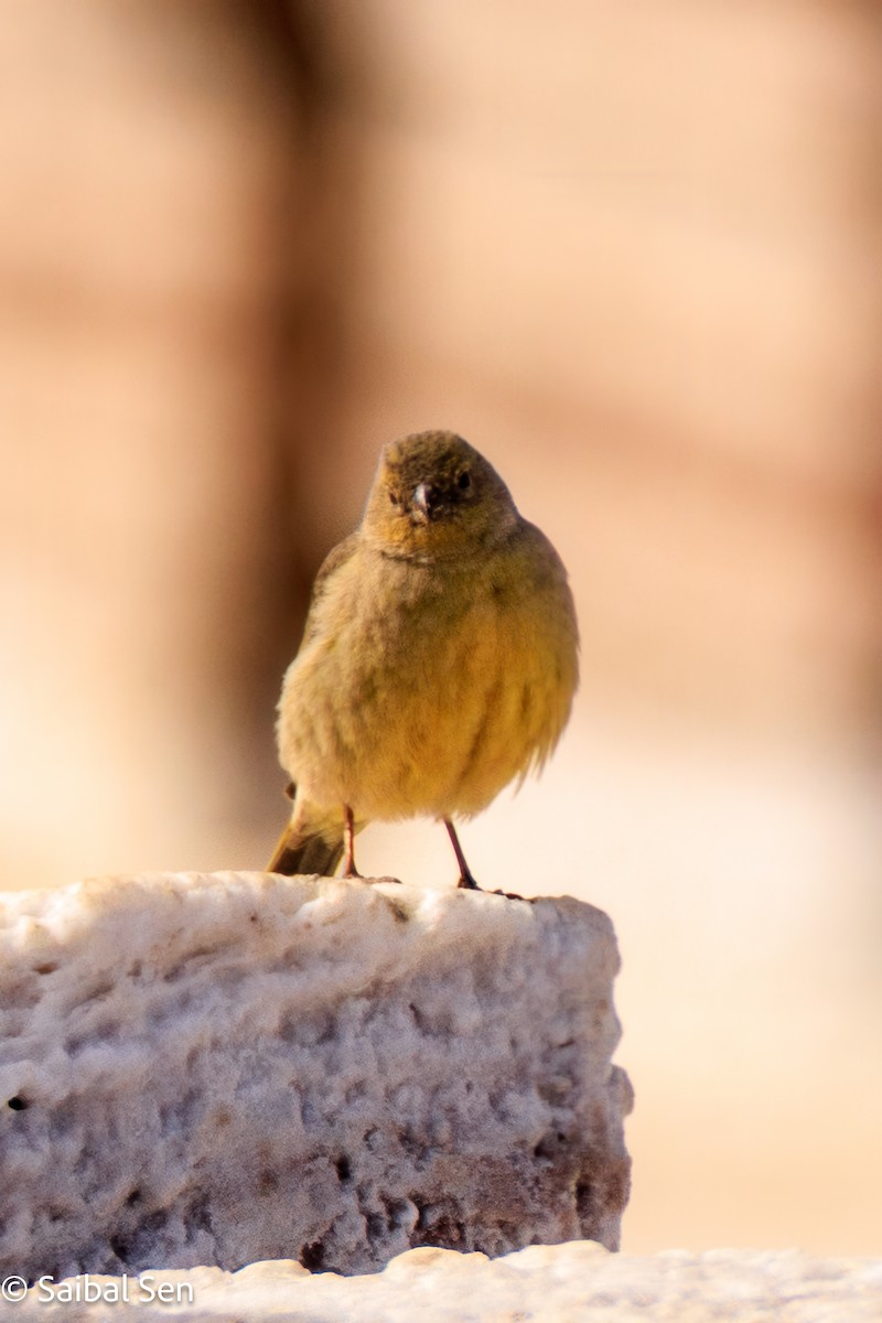 Greenish Yellow-Finch - ML640004700