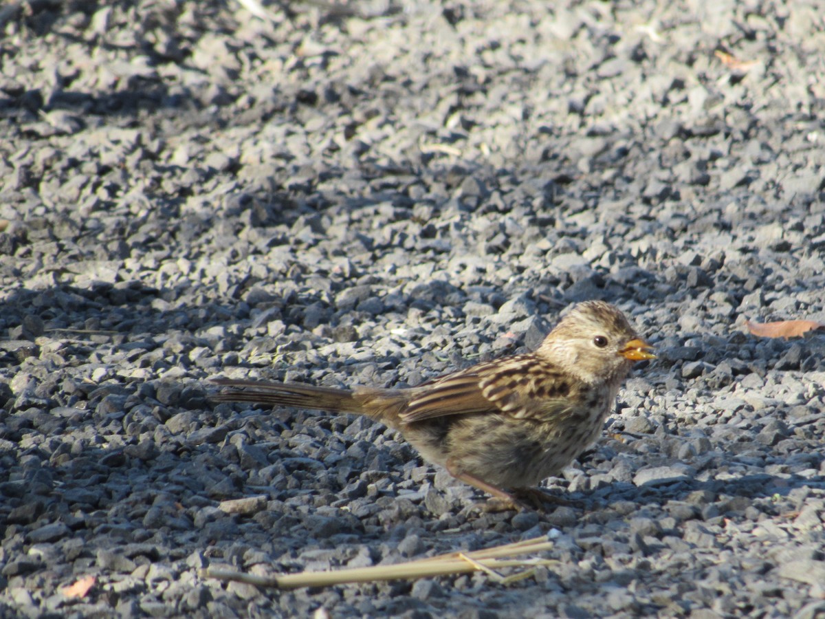 White-crowned Sparrow - ML640004749