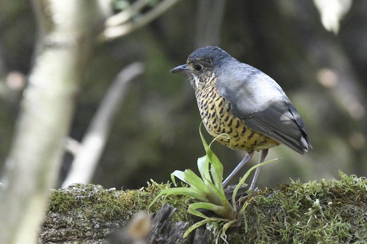 Undulated Antpitta - ML640004757