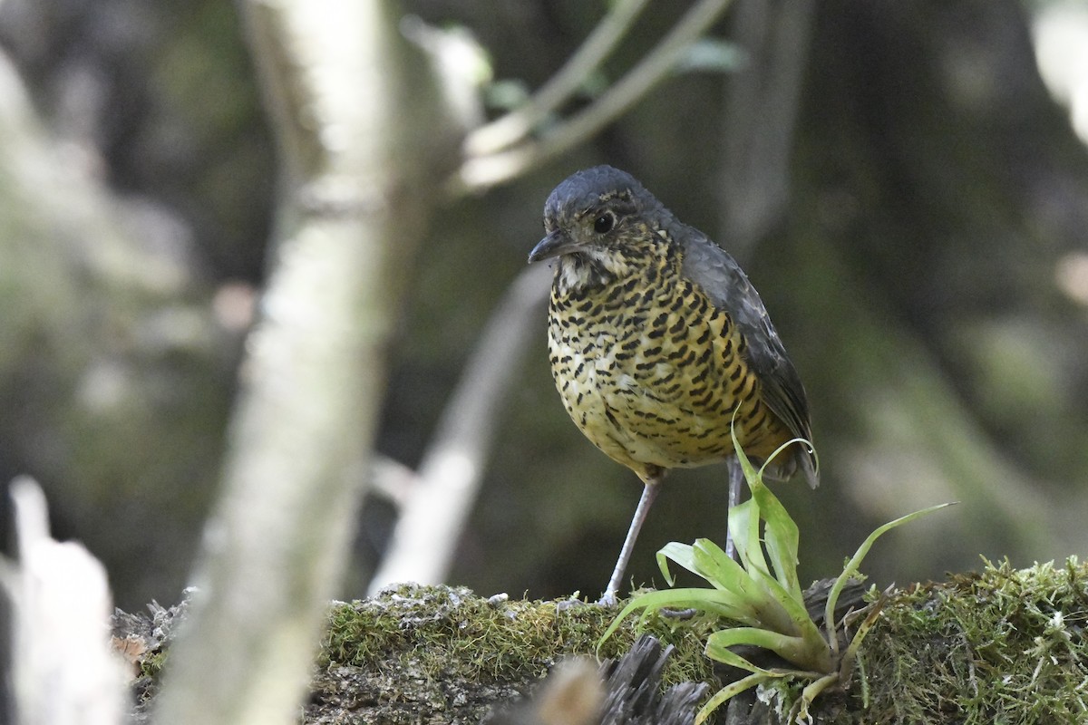 Undulated Antpitta - ML640004774