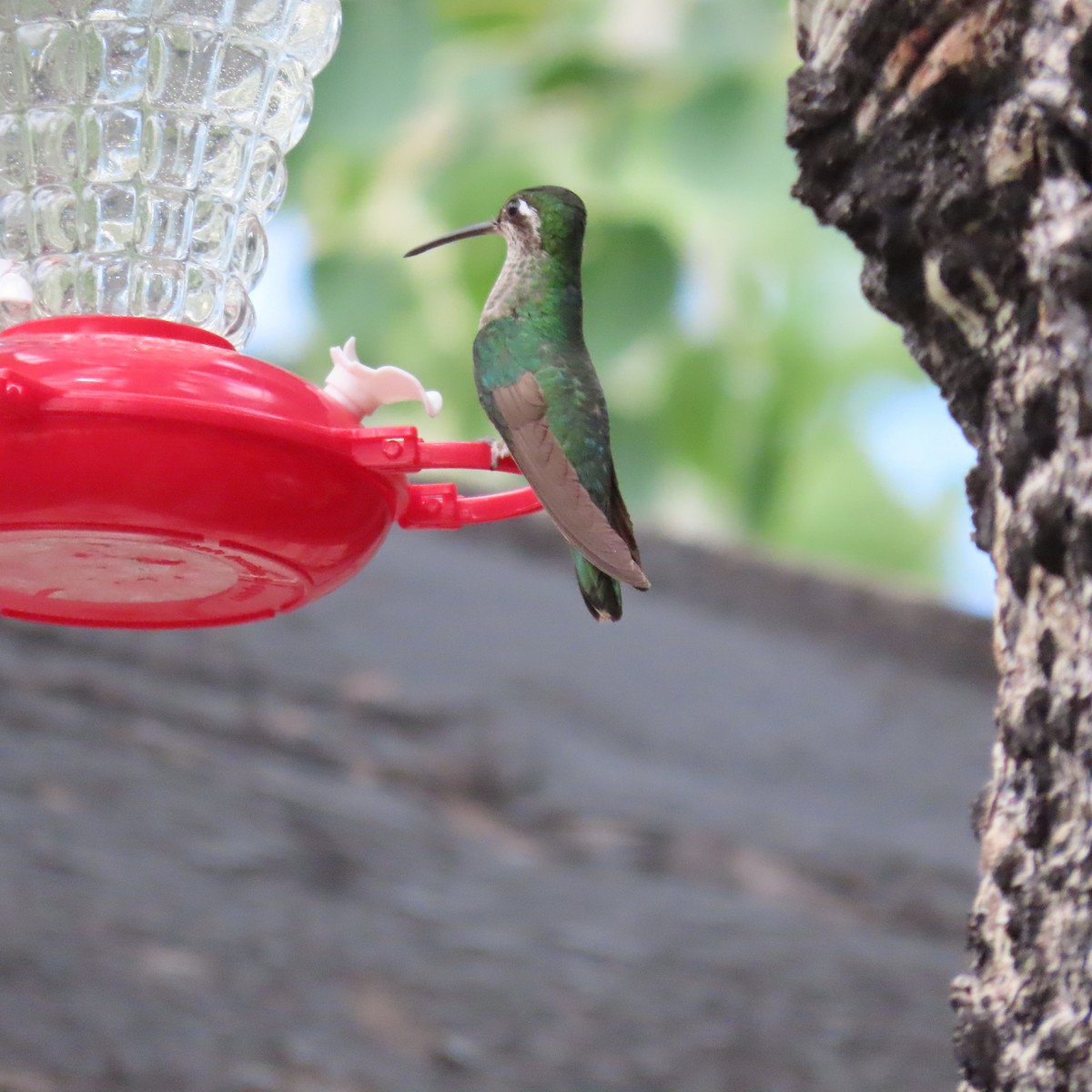 Rivoli's Hummingbird - ML640004778