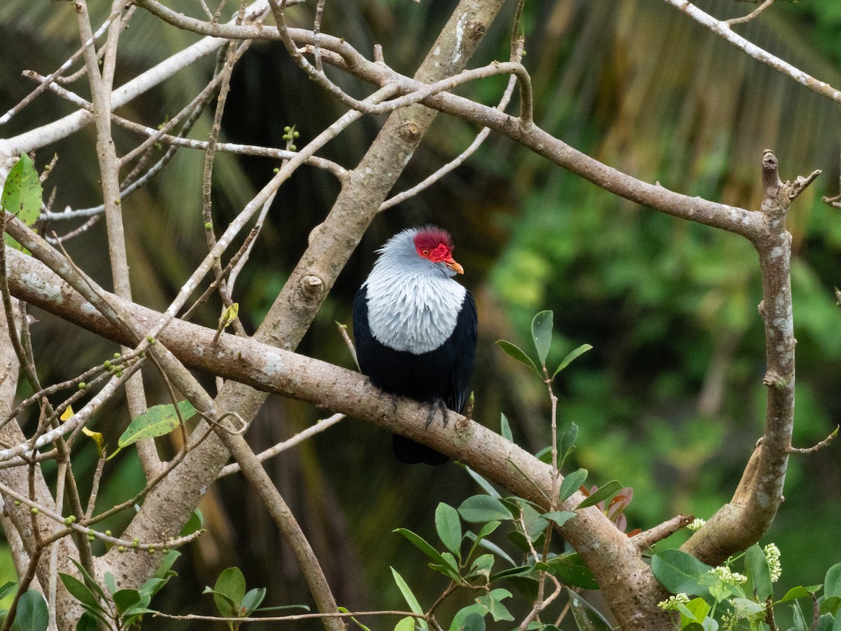 Seychelles Blue-Pigeon - ML640004780