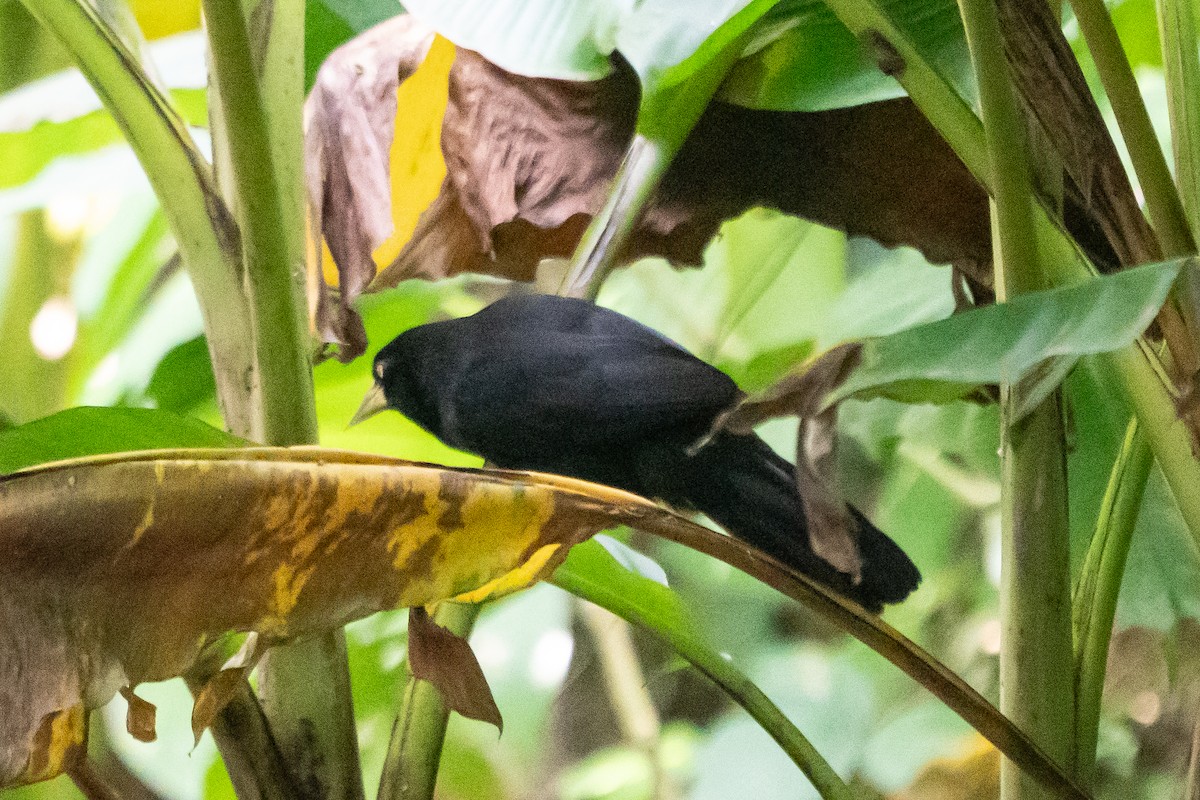 Yellow-billed Cacique - ML640004792