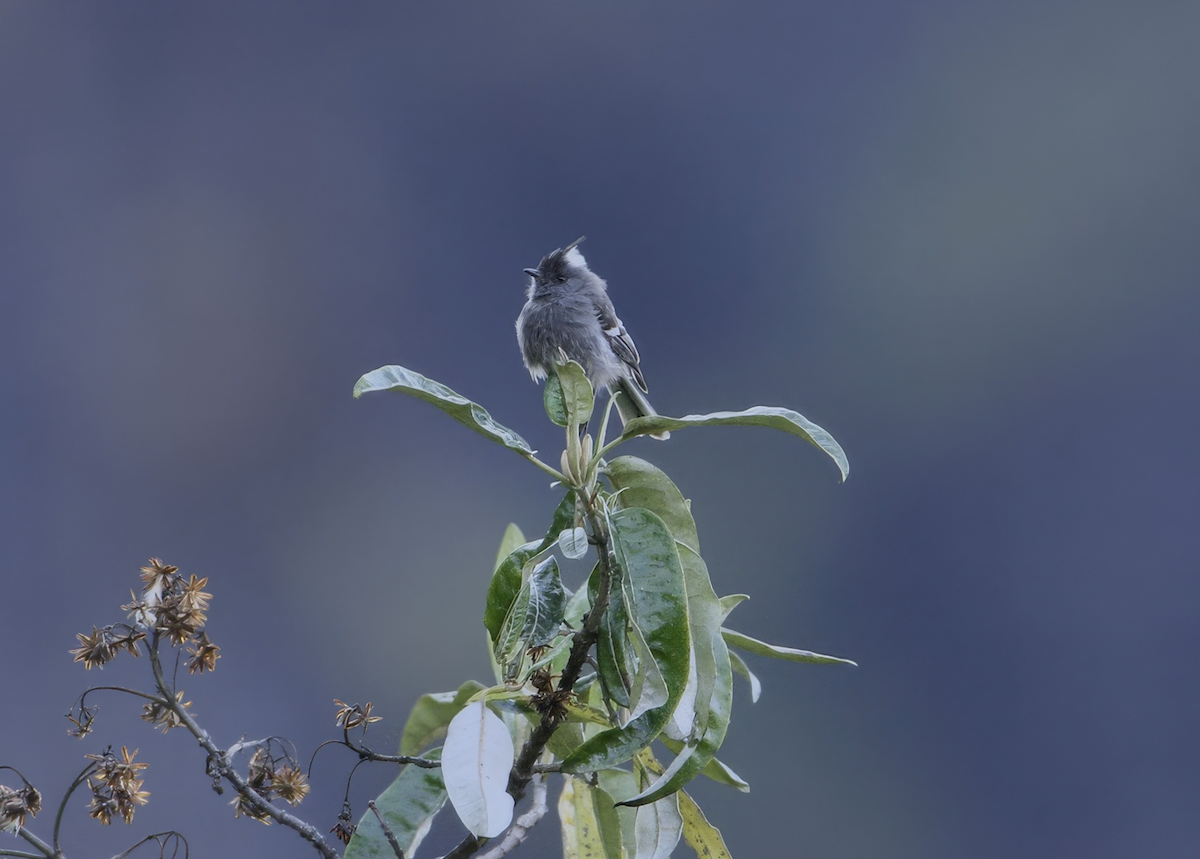 Taurillon gris - ML640004821