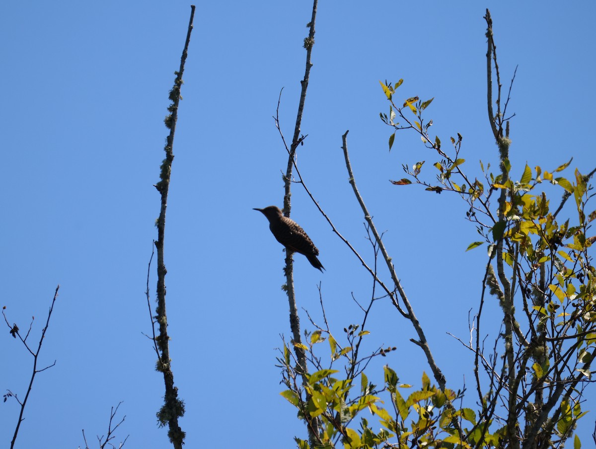 Northern Flicker - ML640004829