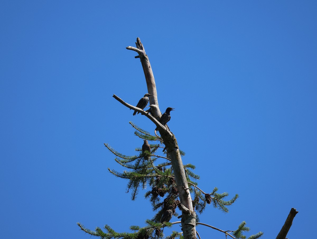 Northern Flicker - ML640004832