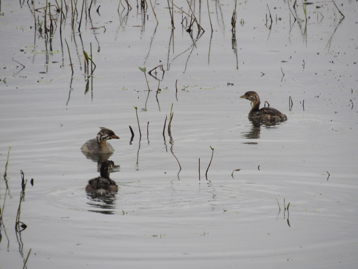 Pied-billed Grebe - ML640004846