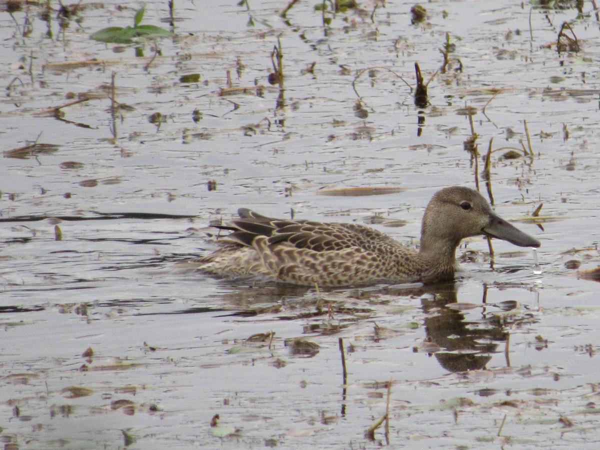 Northern Shoveler - ML640004895