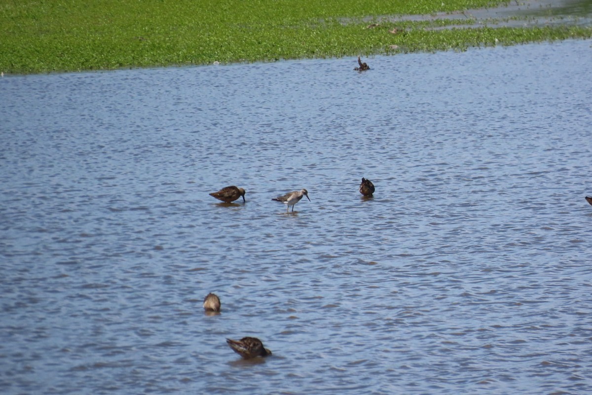 Lesser Yellowlegs - ML640004896