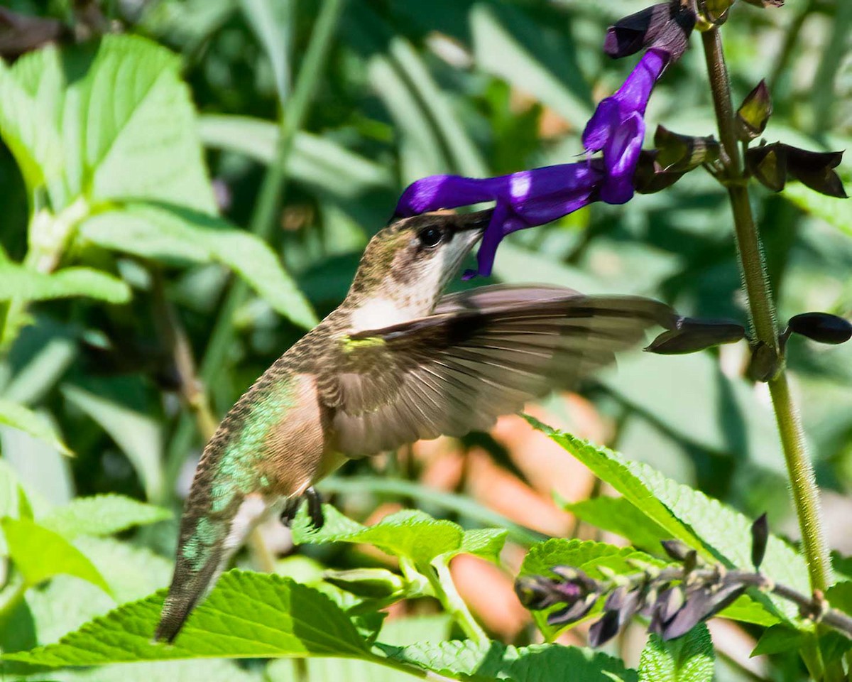 Colibrí Gorjirrubí - ML640004916