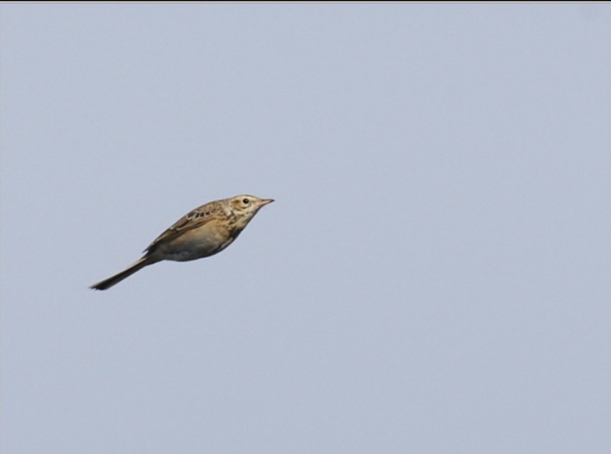 Richard's Pipit - ML640004966