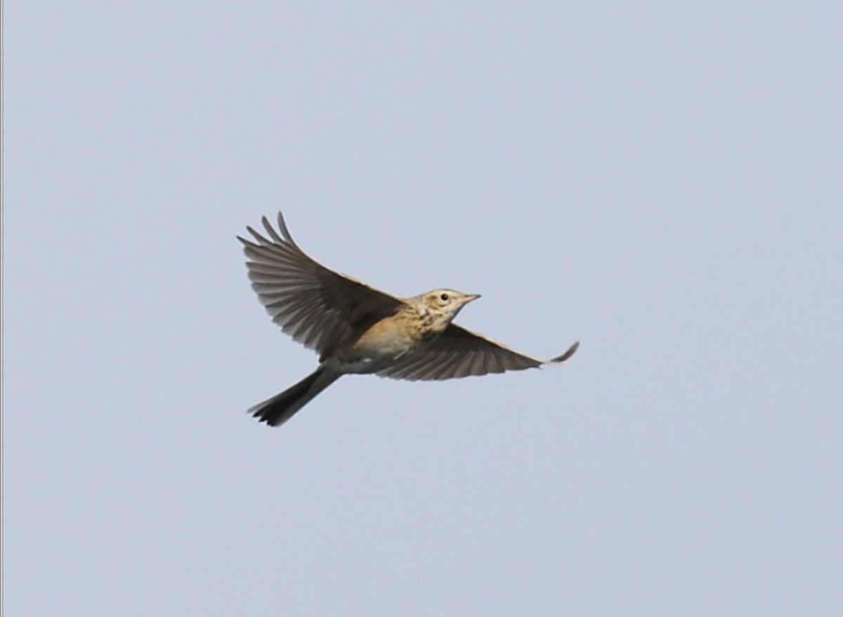 Richard's Pipit - ML640004967