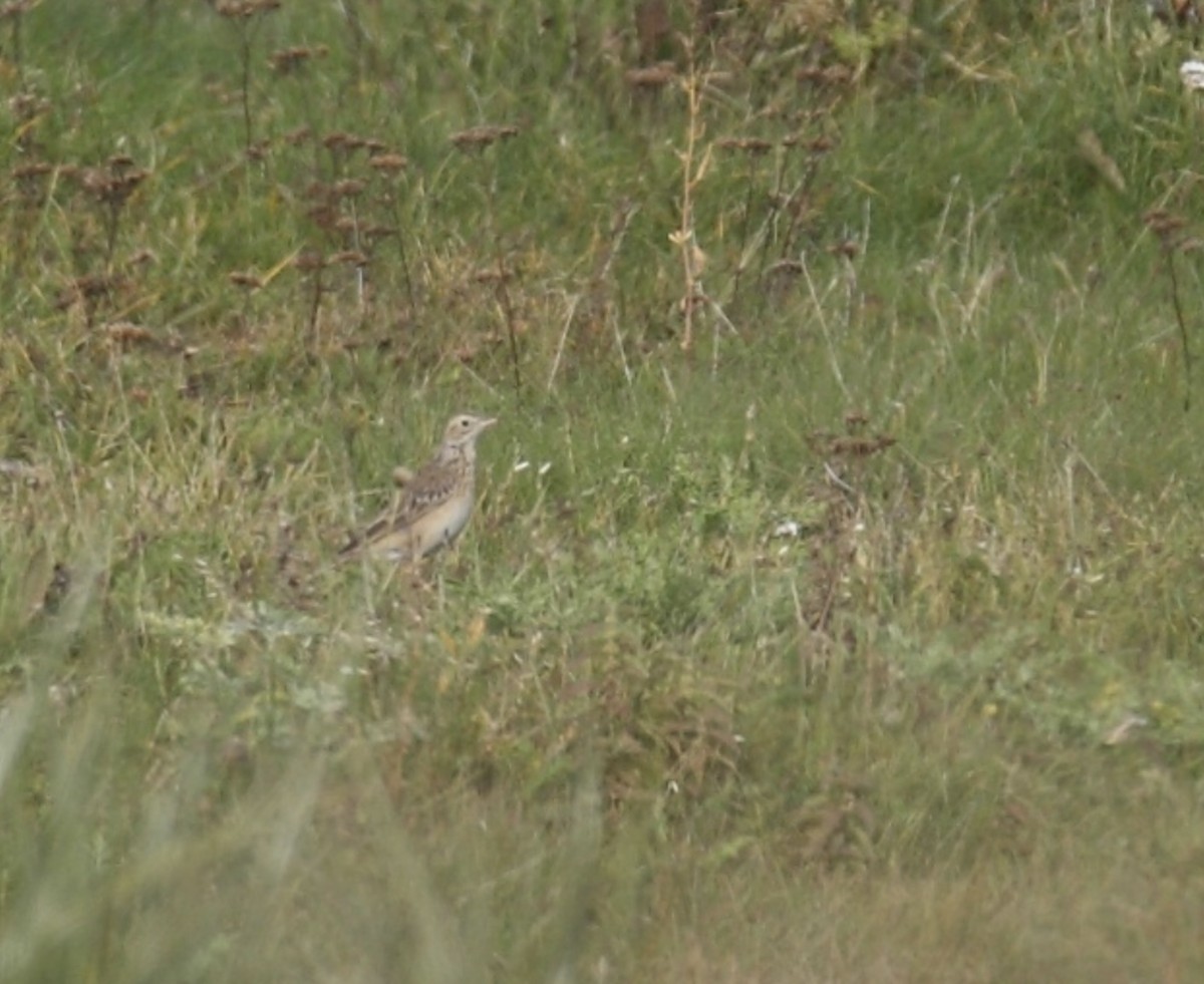 Richard's Pipit - ML640004968